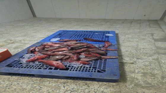 الهيئة البيئية بالليث تلاحق المخالفات وتضبط 144 كيلوجرامًا من أسماك الناجل والطرادي