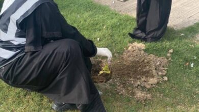 بيئة الطائف: زراعة 200 شتلة بمشاركة 80 متطوعًا