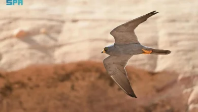 آثار حماية الصقر الأسحم على التنوع البيولوجي في محمية شرعان بالعلا