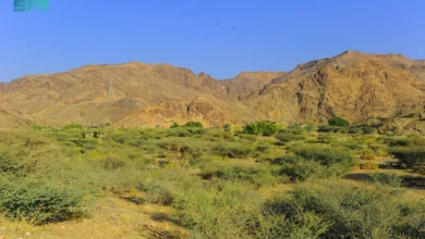 أسرار تربية النحل وإنتاج عسل السدر في نجران