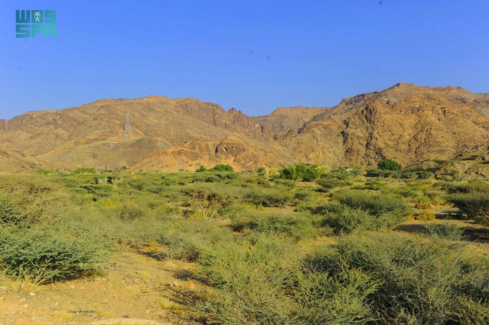 أسرار تربية النحل وإنتاج عسل السدر في نجران