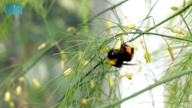 أمن غذائي: تعزيز زراعة الهليون لتحقيق الاستدامة في الإنتاج المحلي