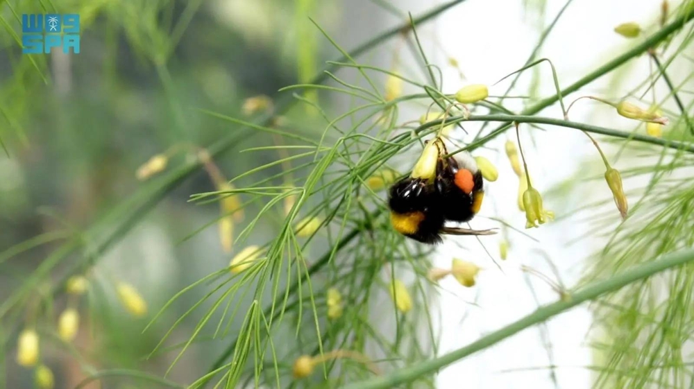 أمن غذائي: تعزيز زراعة الهليون لتحقيق الاستدامة في الإنتاج المحلي