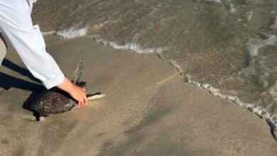 إطلاق سلحفاتين بحريتين في محمية الجبيل لتعزيز الحياة الفطرية