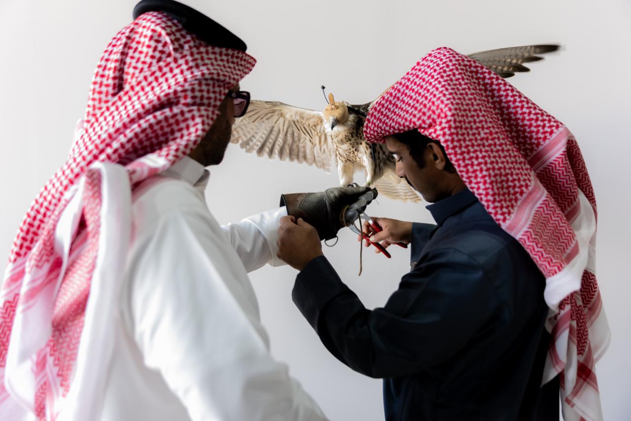 إقبال متزايد على تسجيل ملكية الصقور في بطولات كأس نادي الصقور 2025