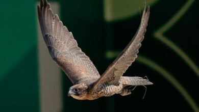 استراتيجيات المنافسة في كأس نادي الصقور: صقارة سعودية تتألق