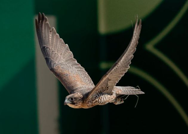 استراتيجيات المنافسة في كأس نادي الصقور: صقارة سعودية تتألق