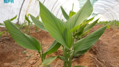 استراتيجيات فعالة لنجاح زراعة الكركم في تبوك