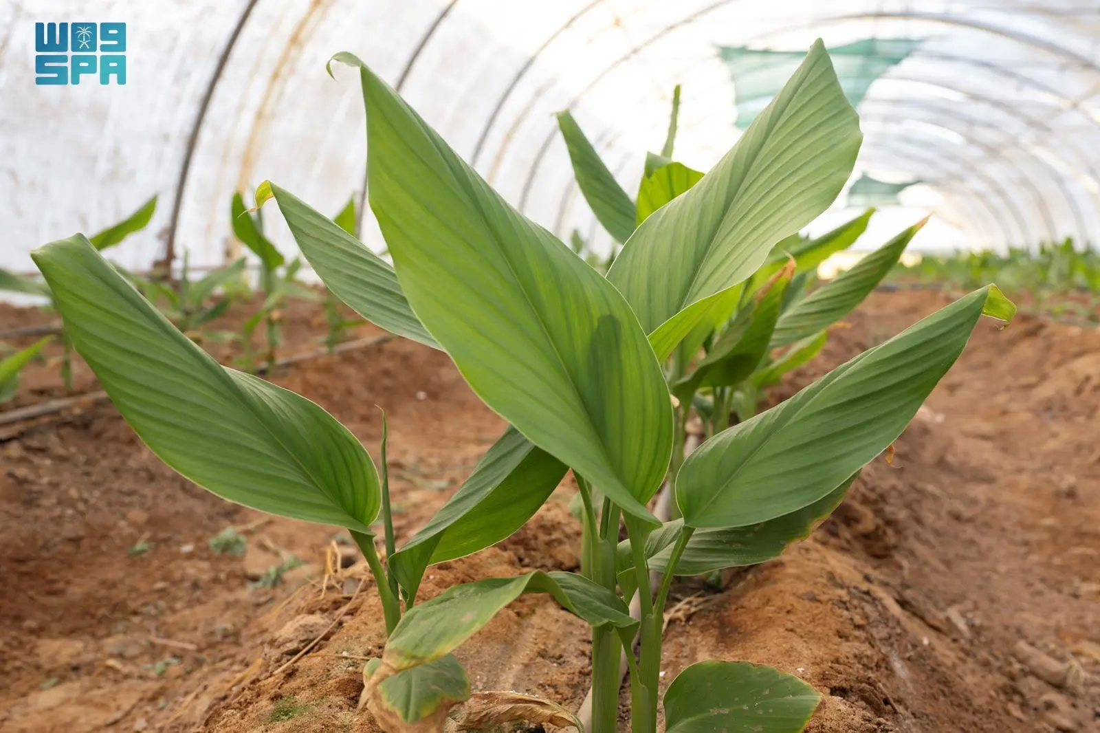 استراتيجيات فعالة لنجاح زراعة الكركم في تبوك