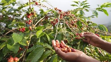 الاستراتيجيات الحديثة لتعزيز إنتاج البن السعودي إلى 7 آلاف طن سنويًا