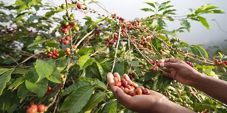الاستراتيجيات الحديثة لتعزيز إنتاج البن السعودي إلى 7 آلاف طن سنويًا