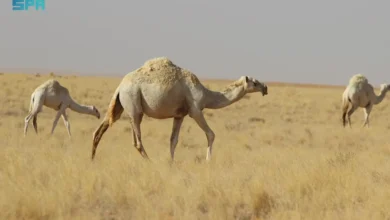 السافانا: تجليات الطبيعة وروائع البيئة في التنوع البيولوجي