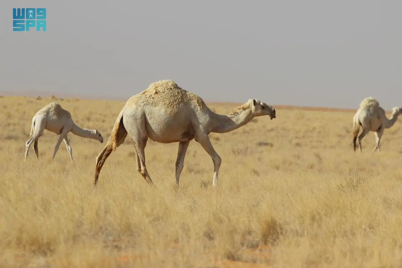 السافانا: تجليات الطبيعة وروائع البيئة في التنوع البيولوجي