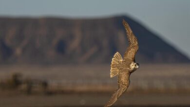 الشرقية تحتضن كأس نادي الصقور السعودي لعام 2025