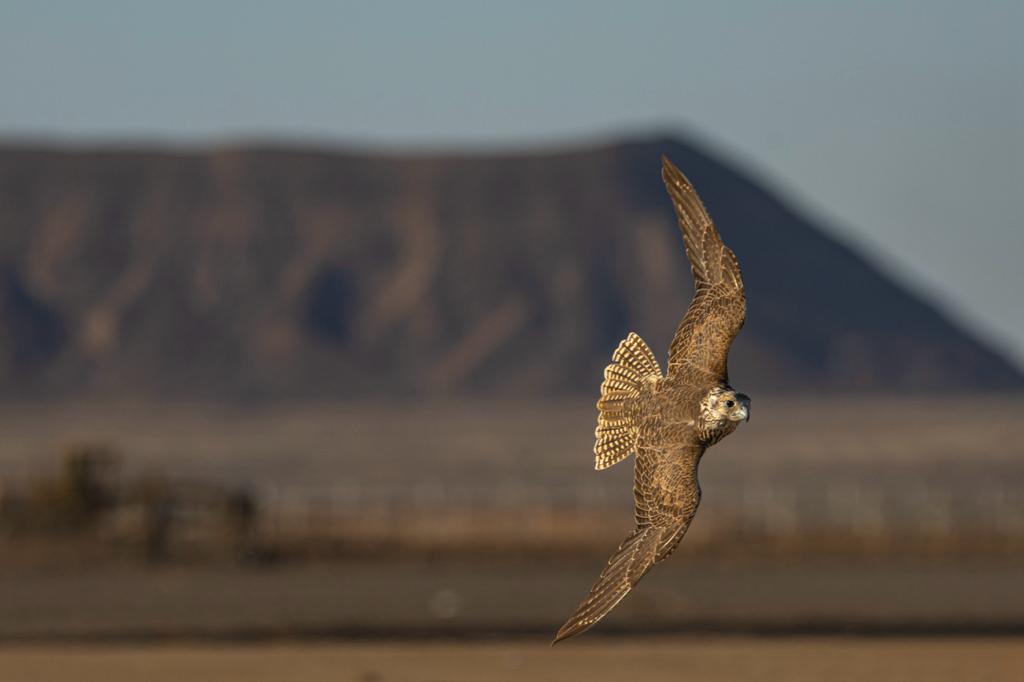 الشرقية تحتضن كأس نادي الصقور السعودي لعام 2025