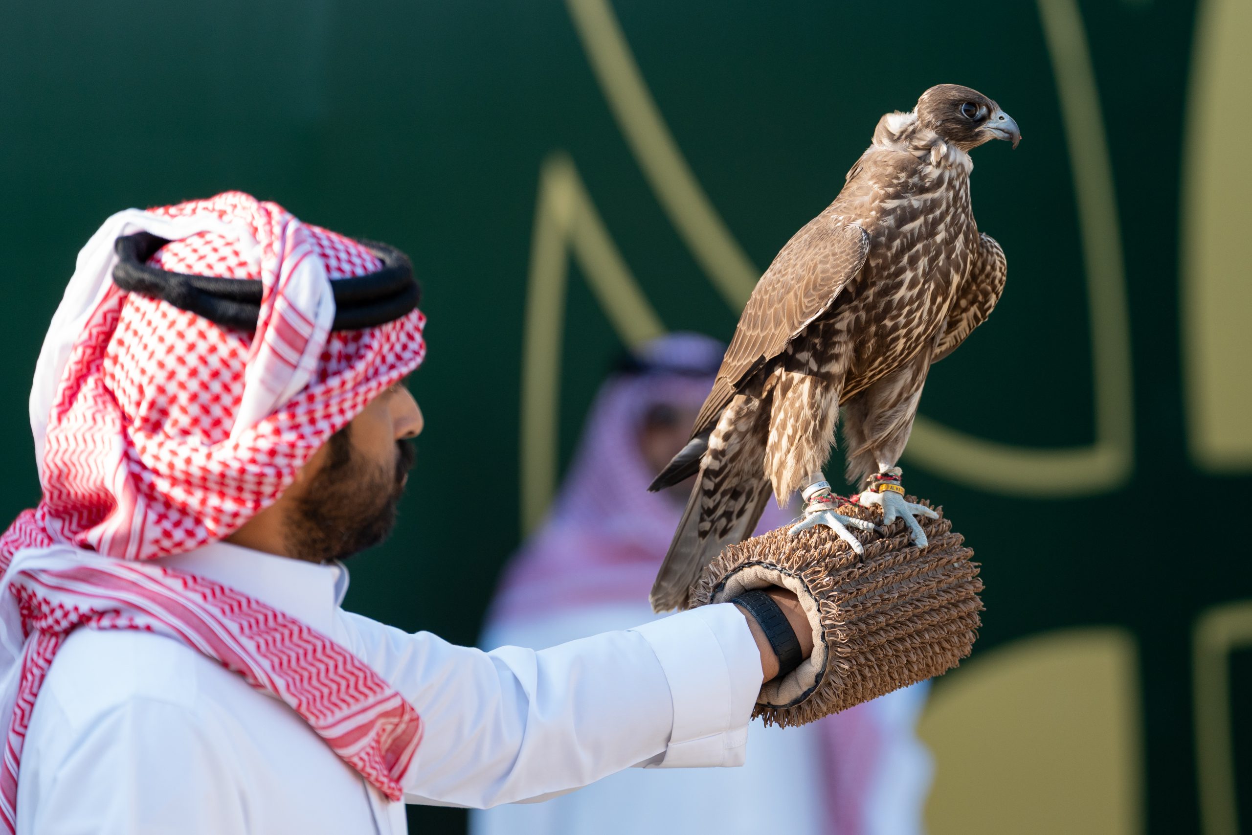 انطلاق كأس نادي الصقور السعودي 2025: تتويج 60 صقارًا في الخبر