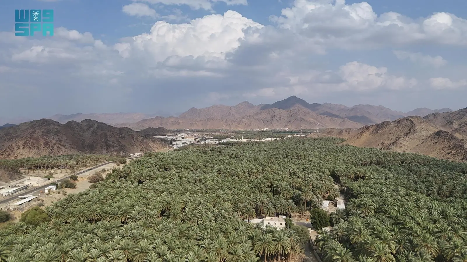 برني العيص: رمز التميز في زراعة التمور السعودية