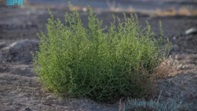 تأثير ظهور الشوك الروسي على التنوع البيولوجي في الحدود الشمالية