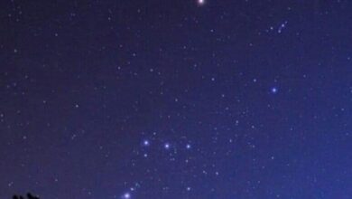 تأثير وسم الجوزاء على النباتات في المناطق الشمالية