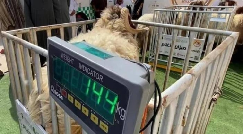 تحليل تأثير المقاييس الجديدة على لوحات التعريف وصيانة موازين الماشية