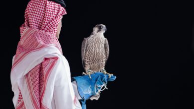 تحليل سوق مزادات الصقور: بيع شاهين فرخ في الليلة الـ19 من نادي الصقور السعودي 2025