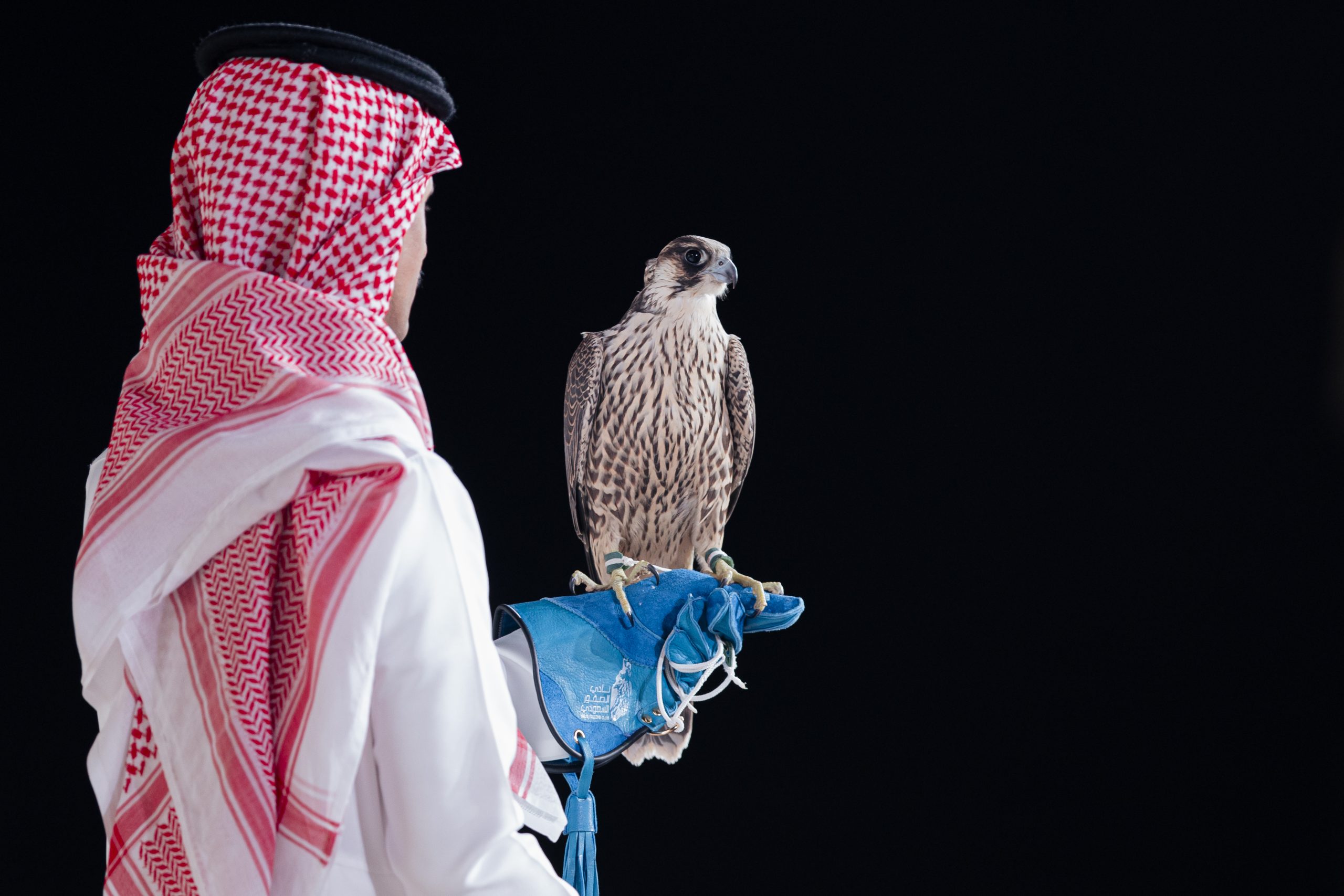 تحليل سوق مزادات الصقور: بيع شاهين فرخ في الليلة الـ19 من نادي الصقور السعودي 2025