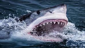 تداعيات ذعر السواحل اليمنية على الأمن الإقليمي والتنمية الاقتصادية