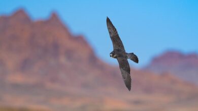 تسجيل رغبات المشاركة في كأس نادي الصقور ومهرجان الملك عبدالعزيز 2025