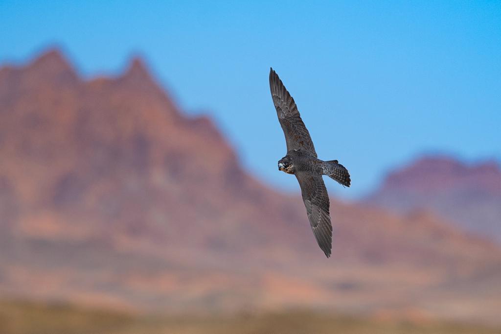 تسجيل رغبات المشاركة في كأس نادي الصقور ومهرجان الملك عبدالعزيز 2025