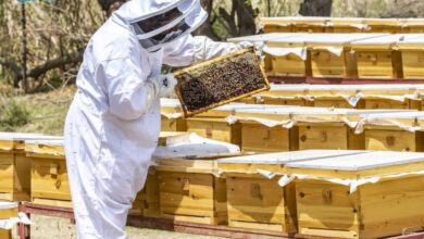 تطبيقات الذكاء الاصطناعي في تربية النحل: تحسين الإنتاجية واستدامة الزراعة