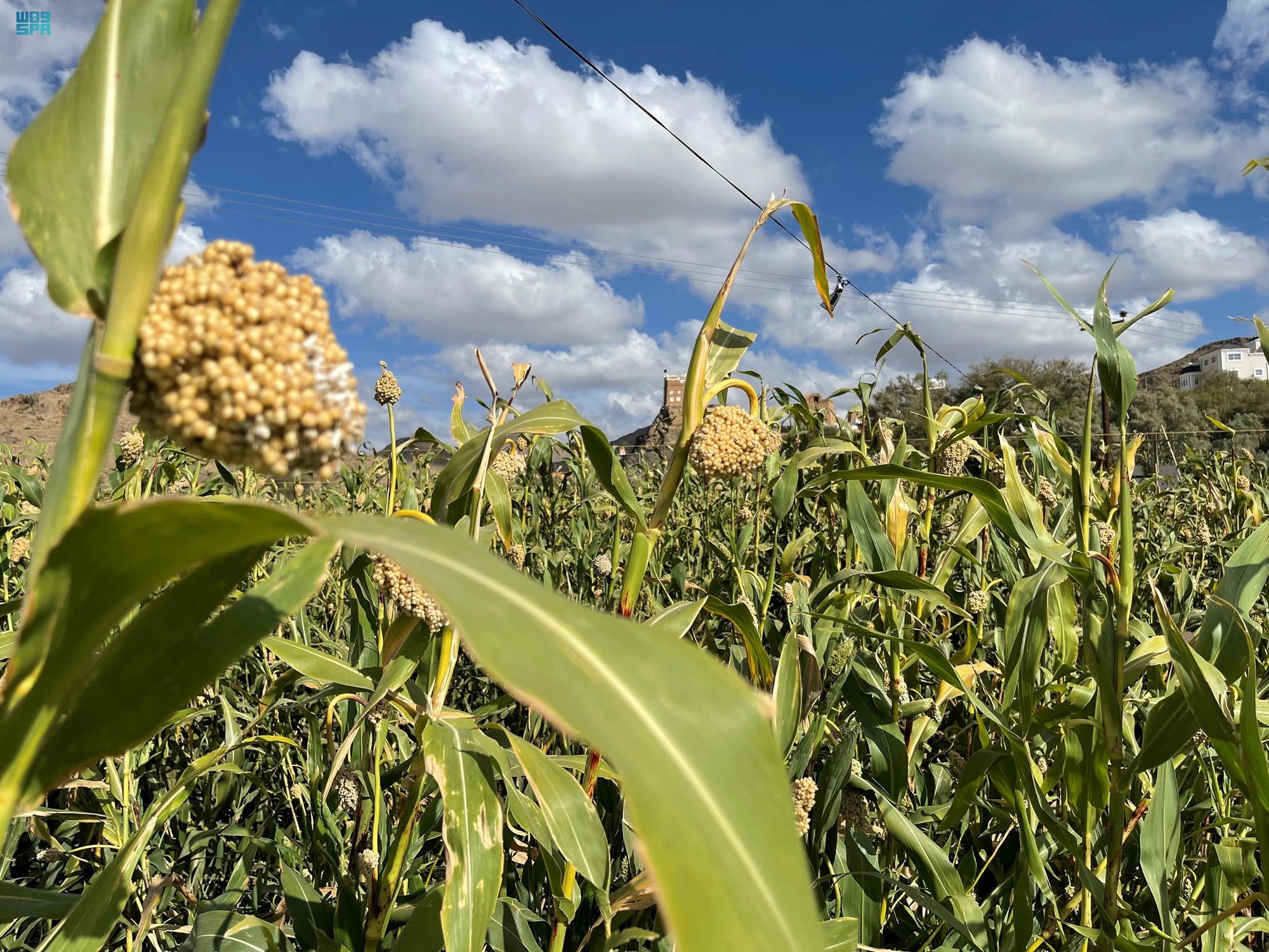 حصاد الذرة في عسير: استراتيجية لتعزيز الأمن الغذائي والتنمية المستدامة