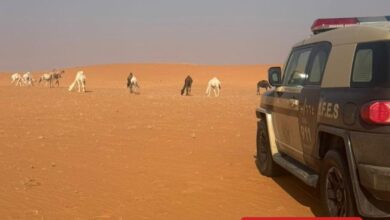 دراسات حول تأثير رعي الإبل في محمية الإمام عبدالعزيز البيئية