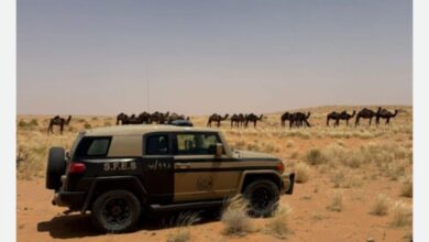 دراسة أثر رعي الإبل على التنوع البيولوجي في محمية الملك عبدالعزيز