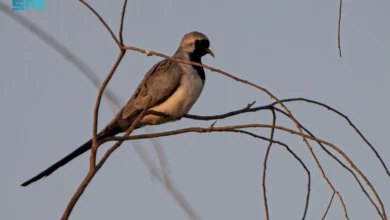 دراسة تأثيرات البيئة على انتشار اليمام طويلة الذيل في المناطق الشمالية