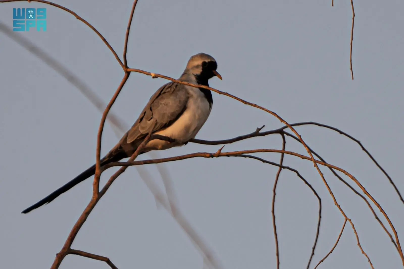 دراسة تأثيرات البيئة على انتشار اليمام طويلة الذيل في المناطق الشمالية
