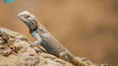دور الزواحف في تعزيز التوازن البيئي في شمال السعودية