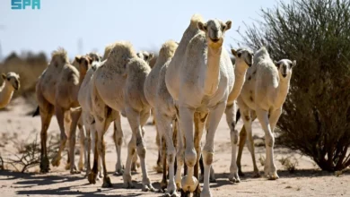 دورة حياة الإبل: تحديات ونجاحات في مواسم الربيع