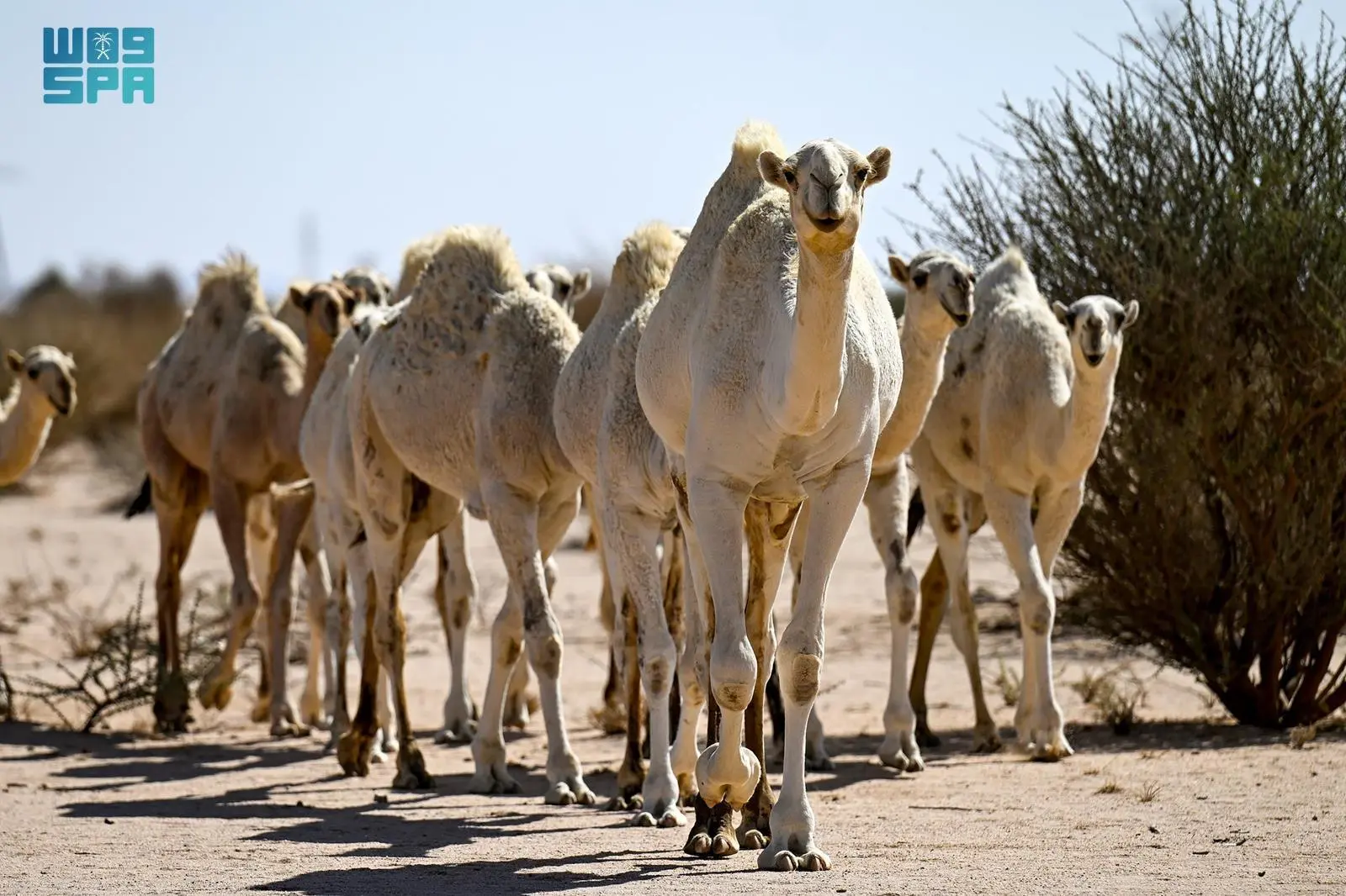 دورة حياة الإبل: تحديات ونجاحات في مواسم الربيع