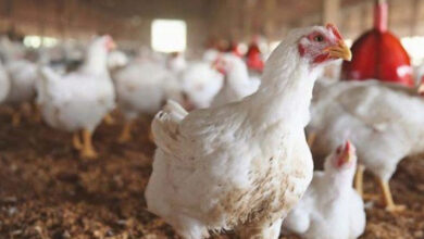 زيادة إنتاج الدجاج اللاحم في المملكة العربية السعودية إلى 1.3 مليون طن في 2024م