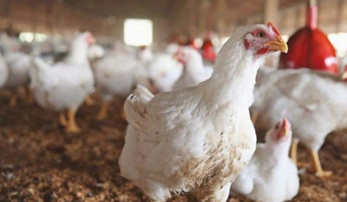 زيادة إنتاج الدجاج اللاحم في المملكة العربية السعودية إلى 1.3 مليون طن في 2024م