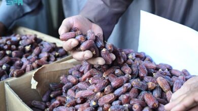 سوق العلا: ركيزة أساسية لتعزيز الاستدامة في الزراعة المحلية.