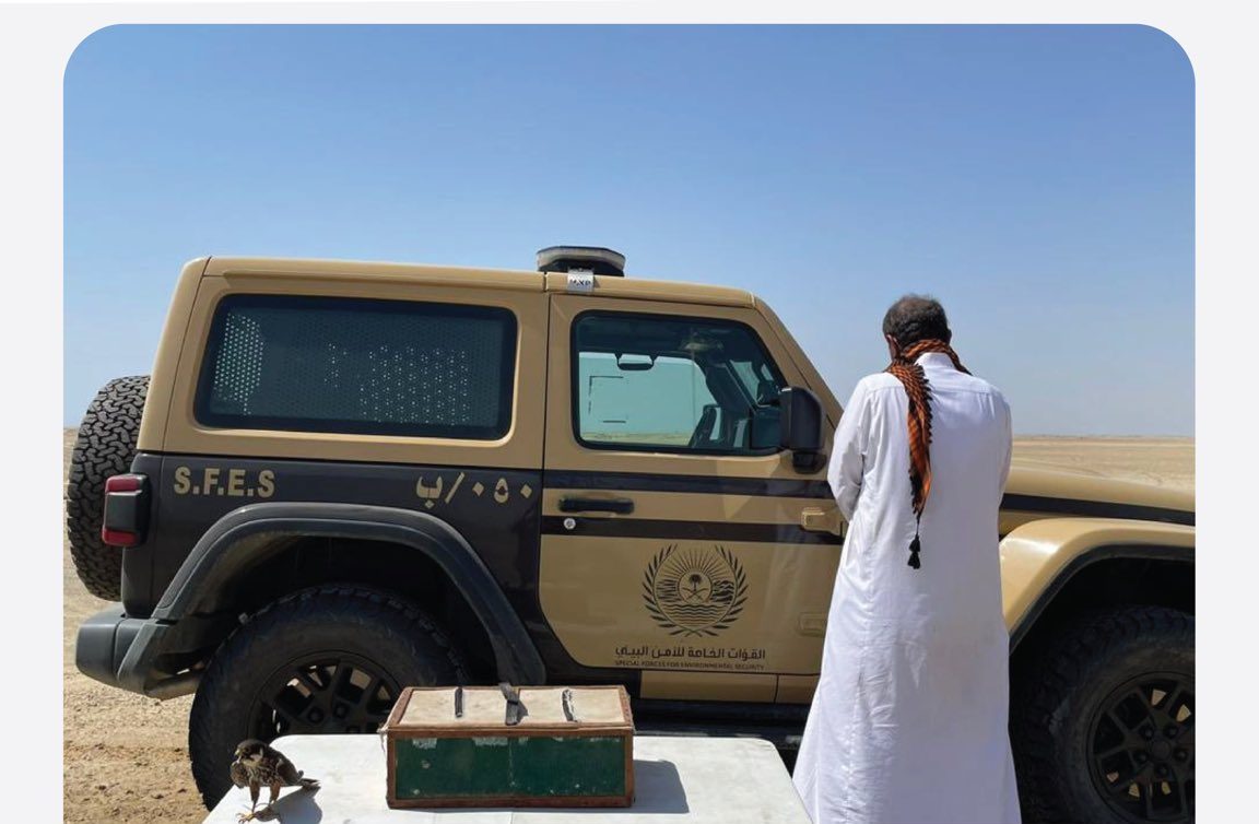 صيد غير مرخص: ضبط مواطن يحمل صقرًا وثلاثة كائنات نادرة في ينبع