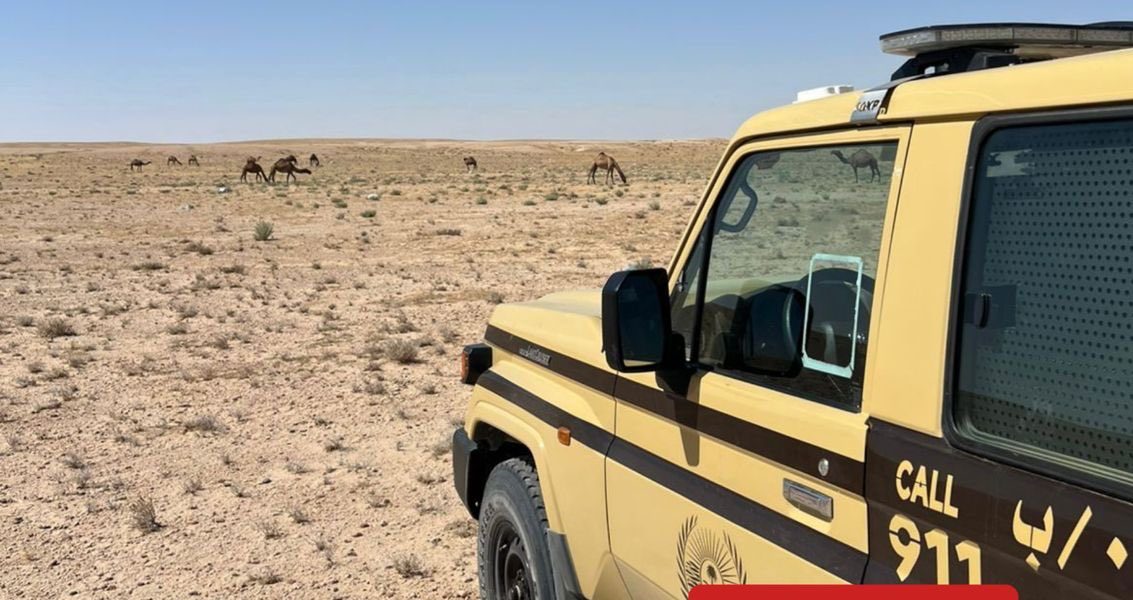 ضبط 21 من الإبل المخالفة في محمية الملك عبدالعزيز: تحليل للأبعاد البيئية والاجتماعية