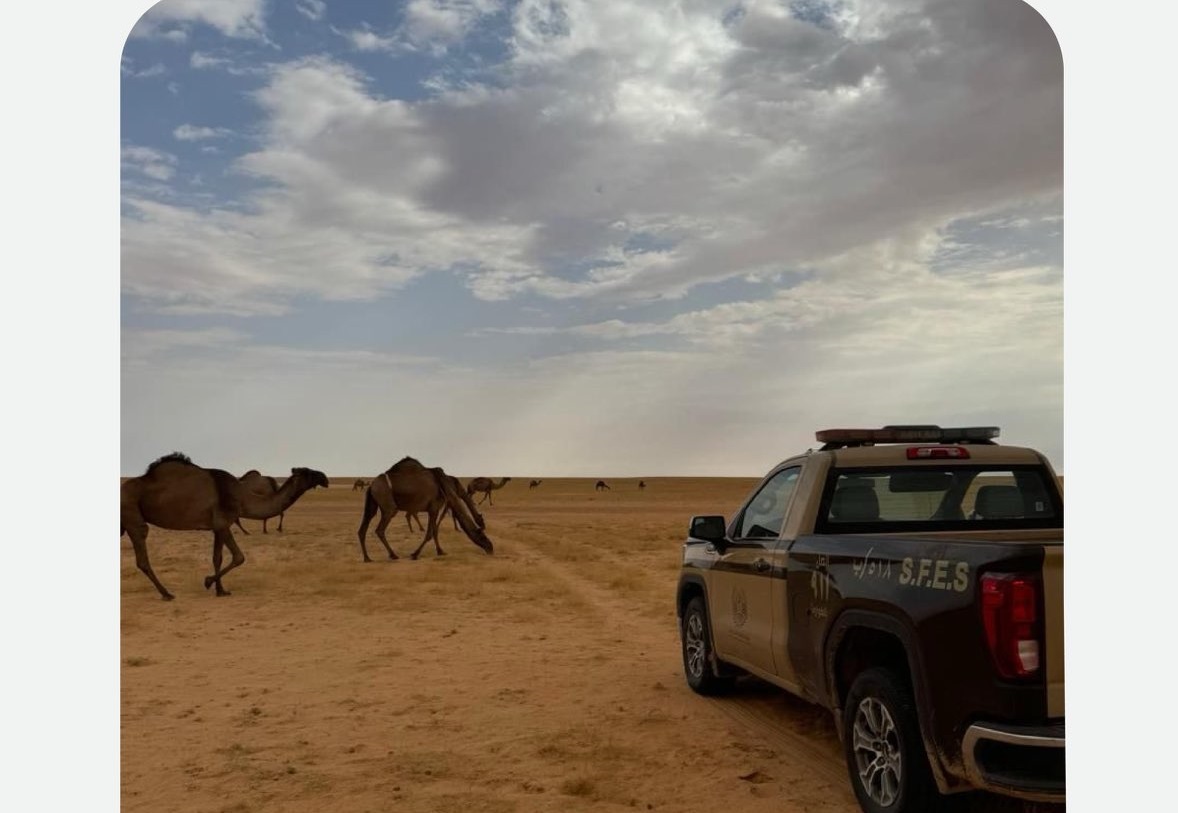 ضبط مواطن قام برعي 20 إبلًا في محمية الملك عبدالعزيز
