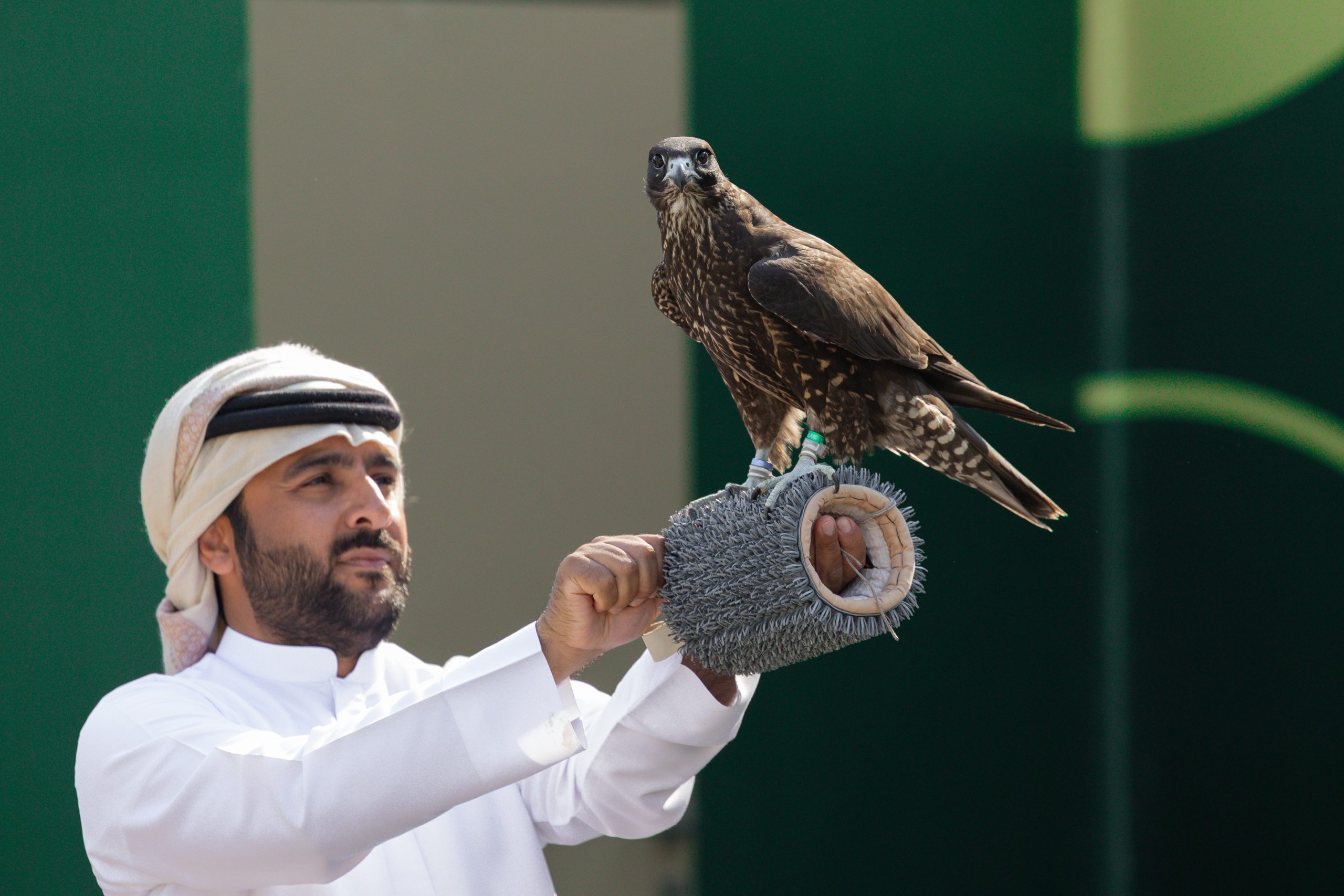 كأس نادي الصقور 2025: اختتام ملواح النخبة بأشواط مميزة