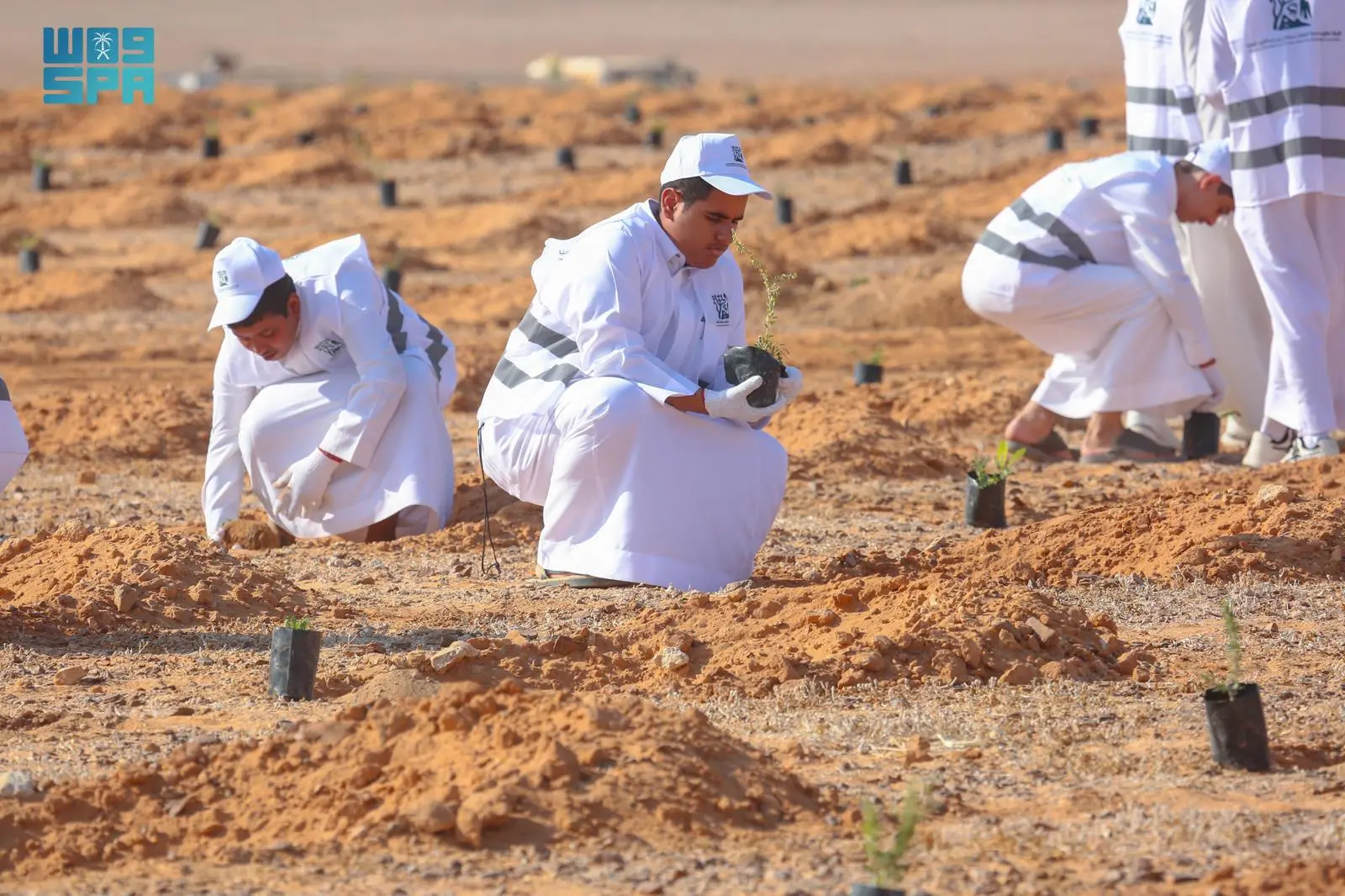 مبادرة زراعة 3000 شتلة في محمية الملك سلمان الملكية لتعزيز البيئة المستدامة