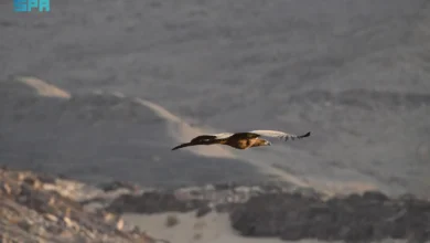 محمية الأمير محمد بن سلمان الملكية تشهد ظهور النسر الأبيض الذيل لأول مرة في المملكة