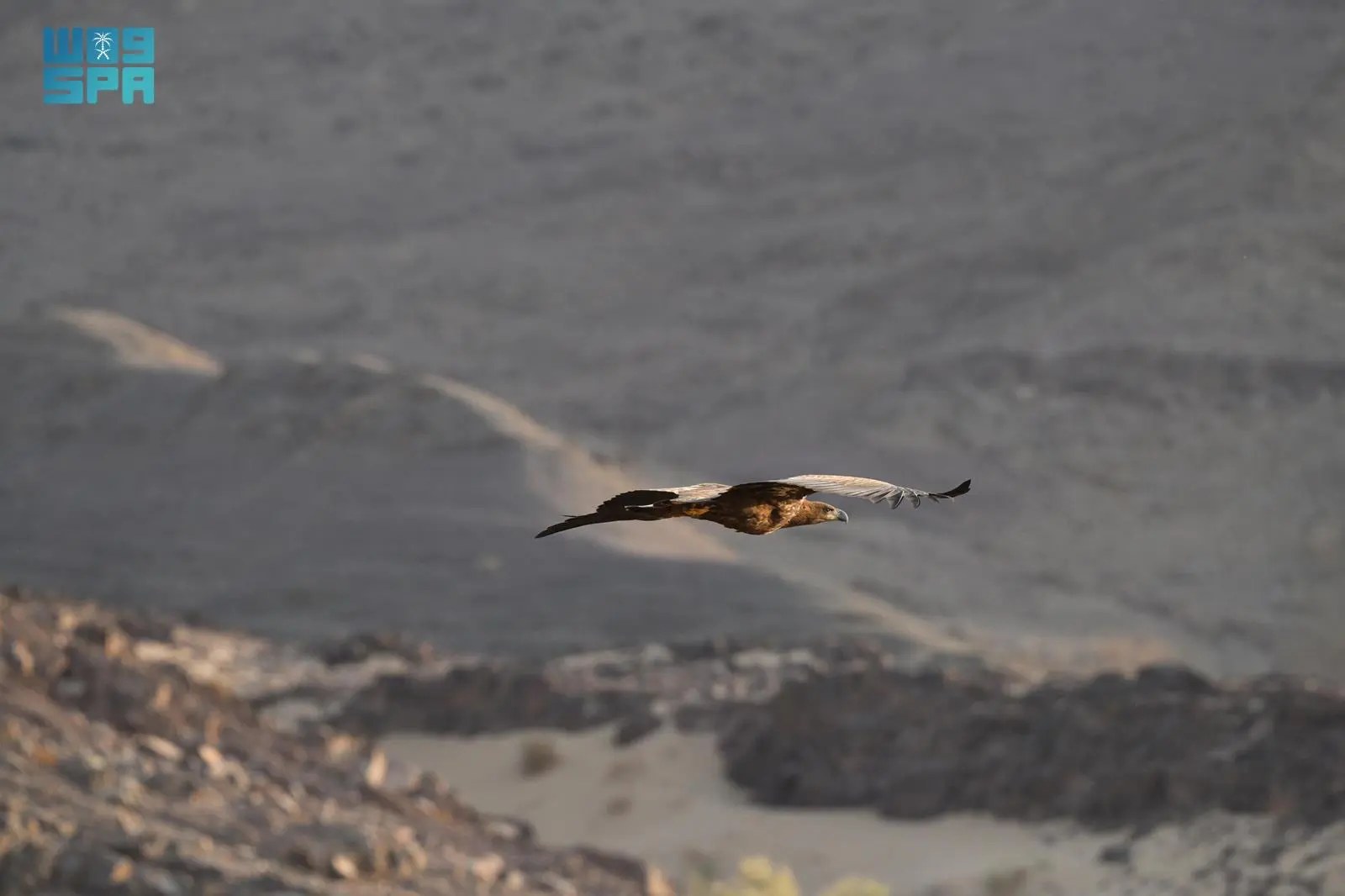 محمية الأمير محمد بن سلمان الملكية تشهد ظهور النسر الأبيض الذيل لأول مرة في المملكة