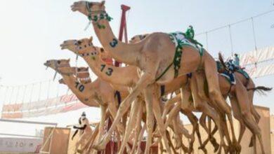 نتائج المرحلة الأولى لسباق الميادين في ميدان الهجن بنجران