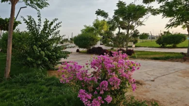 نجران تحتضن جمال الطبيعة بـ 500 ألف وردة وشجرة